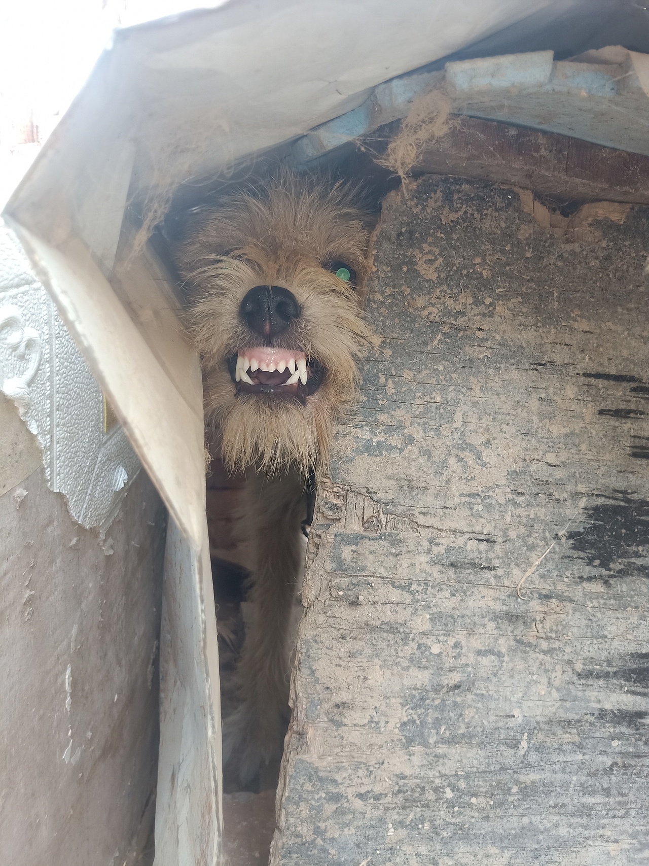 土狗凶相抽象画涂鸦（图ZMzE4ODE1MTMy） - 创作习作 - 站酷设计师程俊CJ原创素材 - 站酷ZCOOL