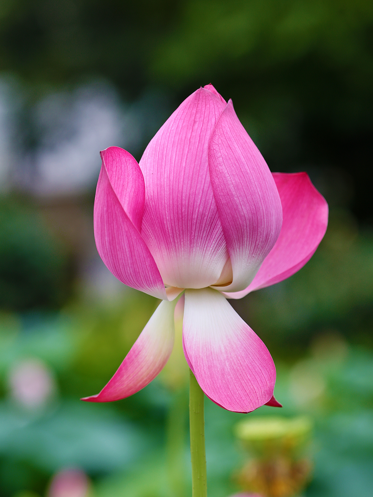 [游玩] 夏日觉醒：新津千亩荷塘（图ZMzI1ODYzMzY4） - 宠物摄影 - 站酷设计师摄影师_罗少原创素材 - 站酷ZCOOL