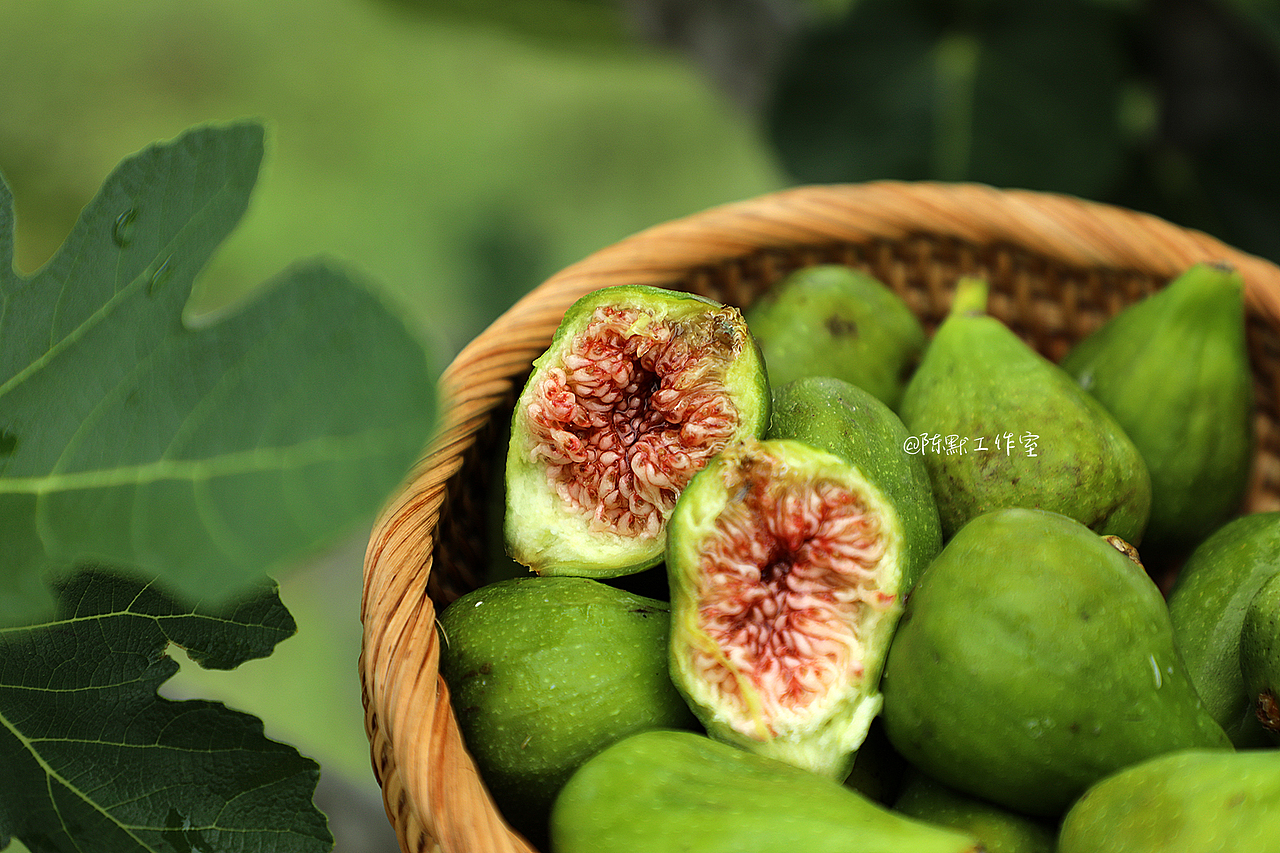 青皮无花果 小众且山东威海特有的水果