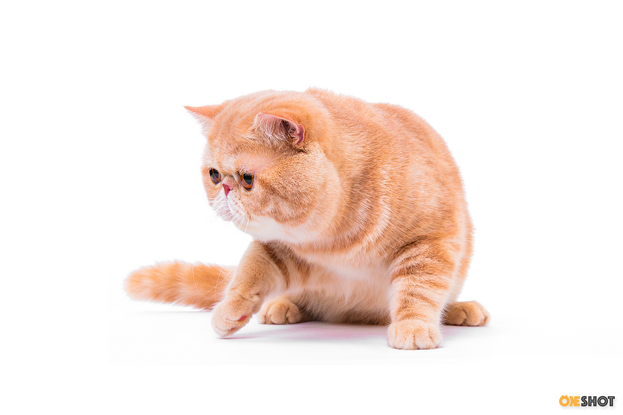 白底证件照加菲猫幼成