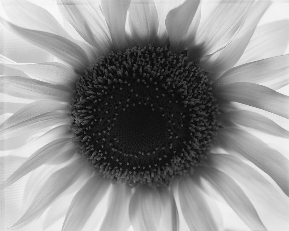 直接摄影保罗卡普尼格罗