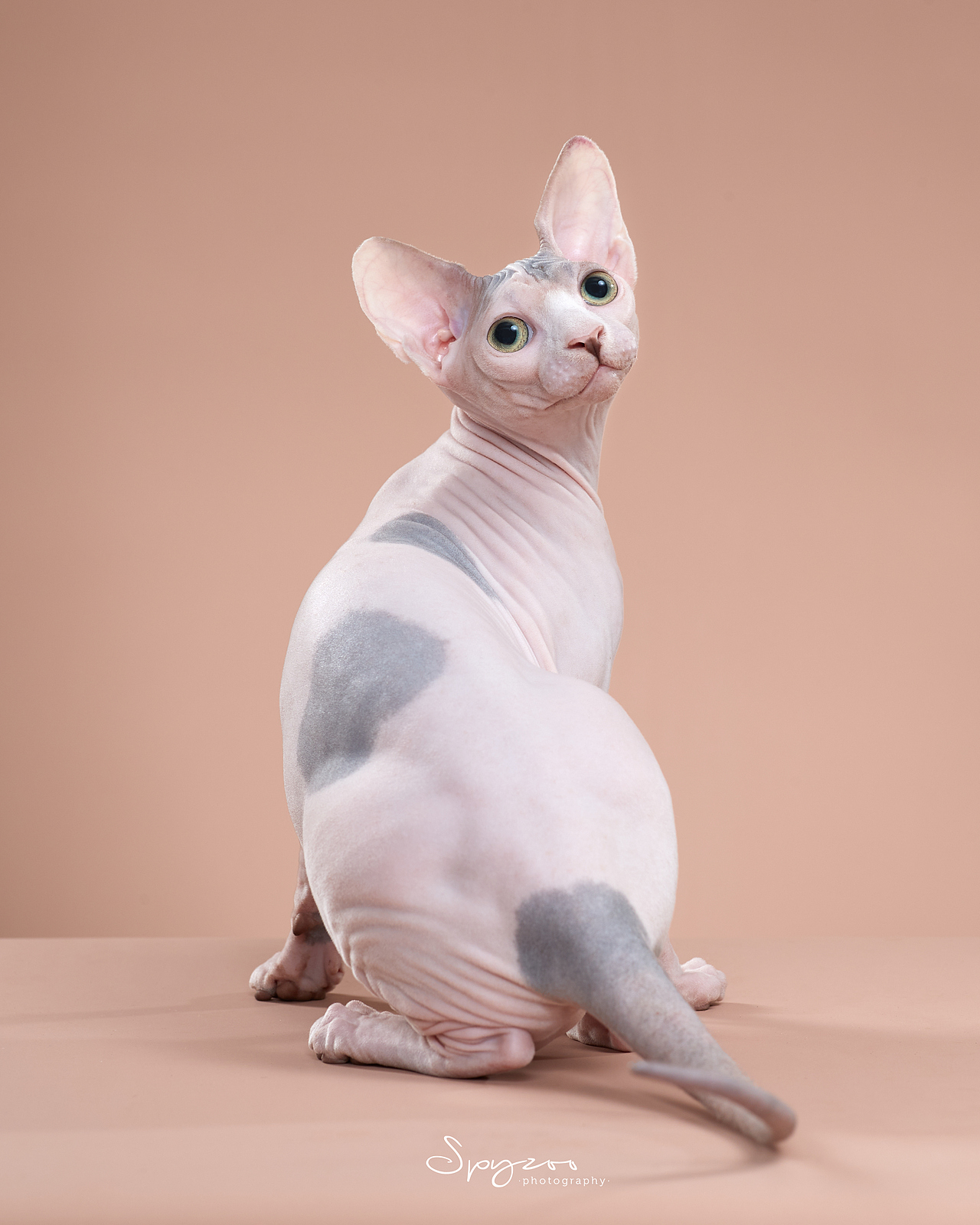 斯芬克斯无毛猫（图ZMjcyNDgxODMy） - 宠物摄影 - 站酷设计师spyzoo原创素材 - 站酷ZCOOL