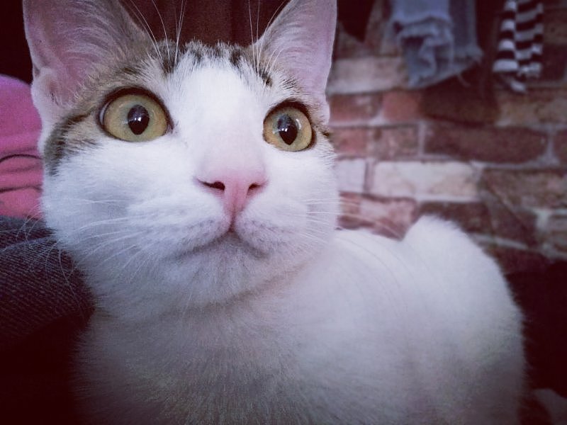 傻猫的眼神 - 原创作品 - 站酷(zcool)