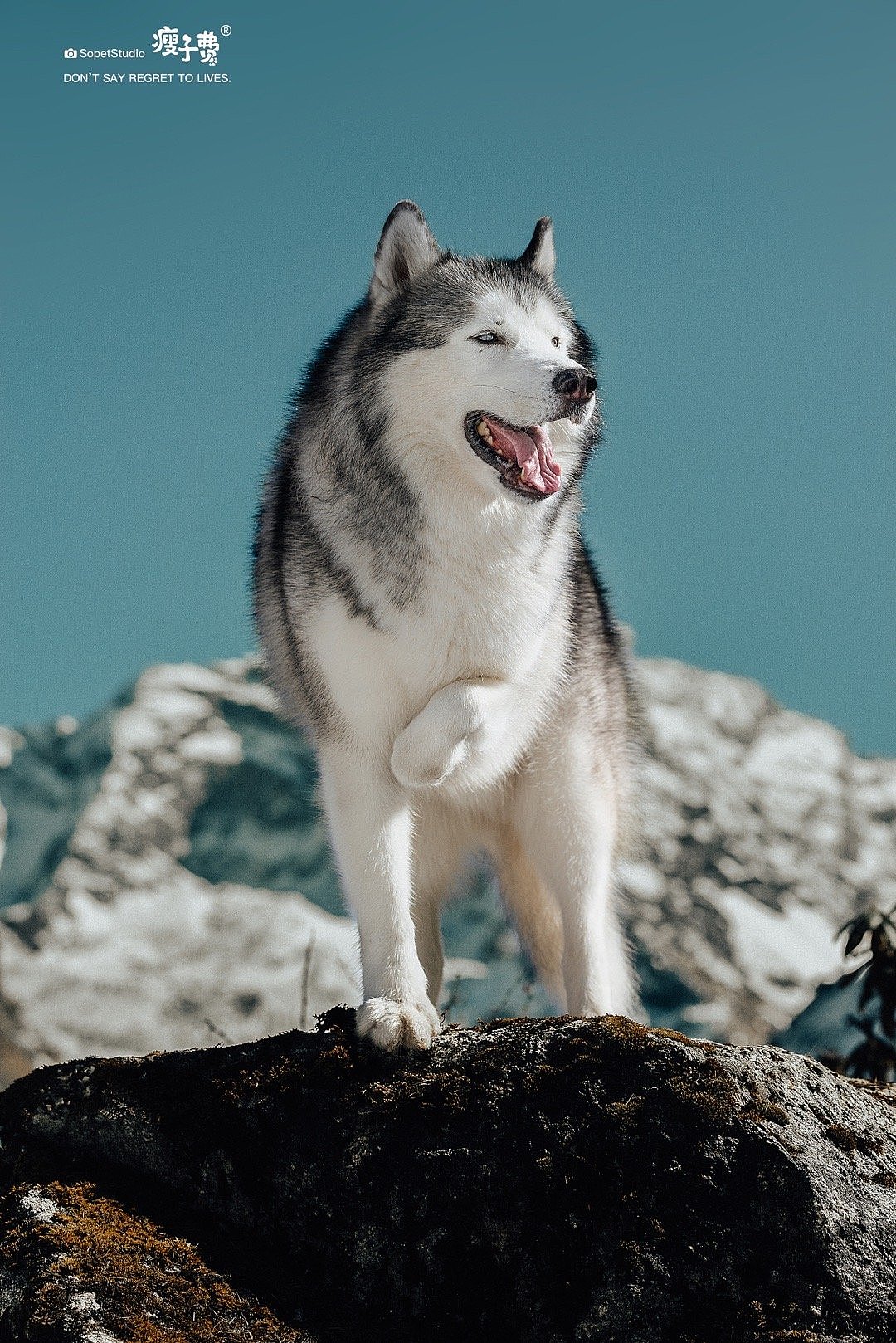 瘦子费宠物摄影培训