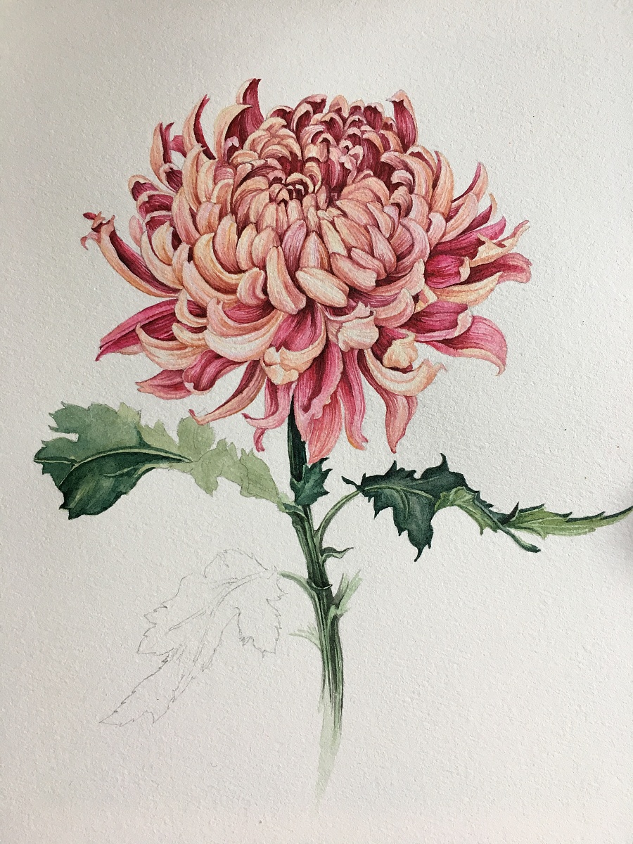 一支菊|水彩|纯艺术|双双sj - 原创设计作品 - 站酷 (zcool)