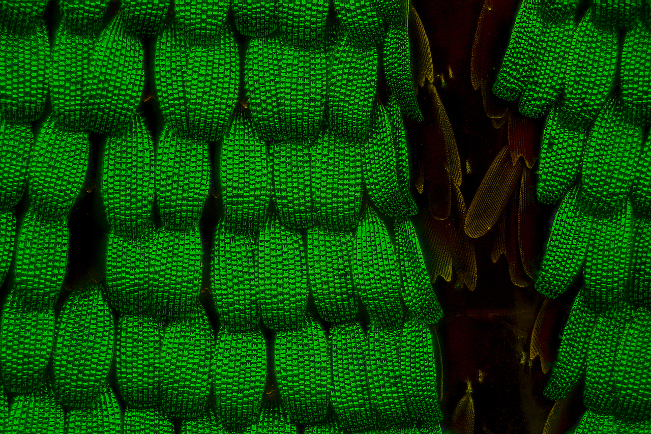 显微镜头下的蝴蝶翅膀