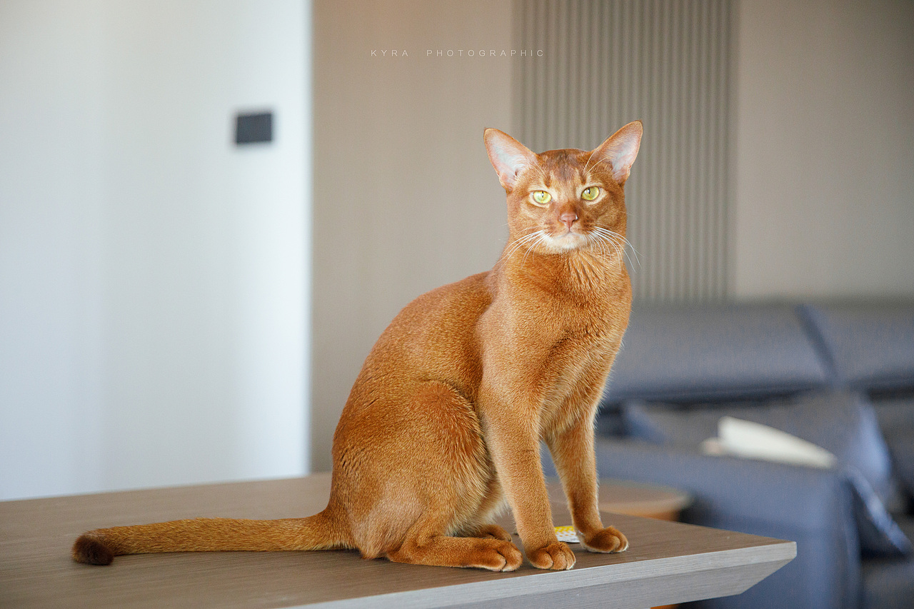 abi cat (Kyra 宠物摄影个人作品,可约上门拍摄)