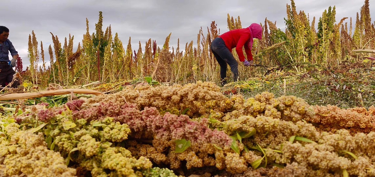 藜麦;青海藜麦;高原之籽