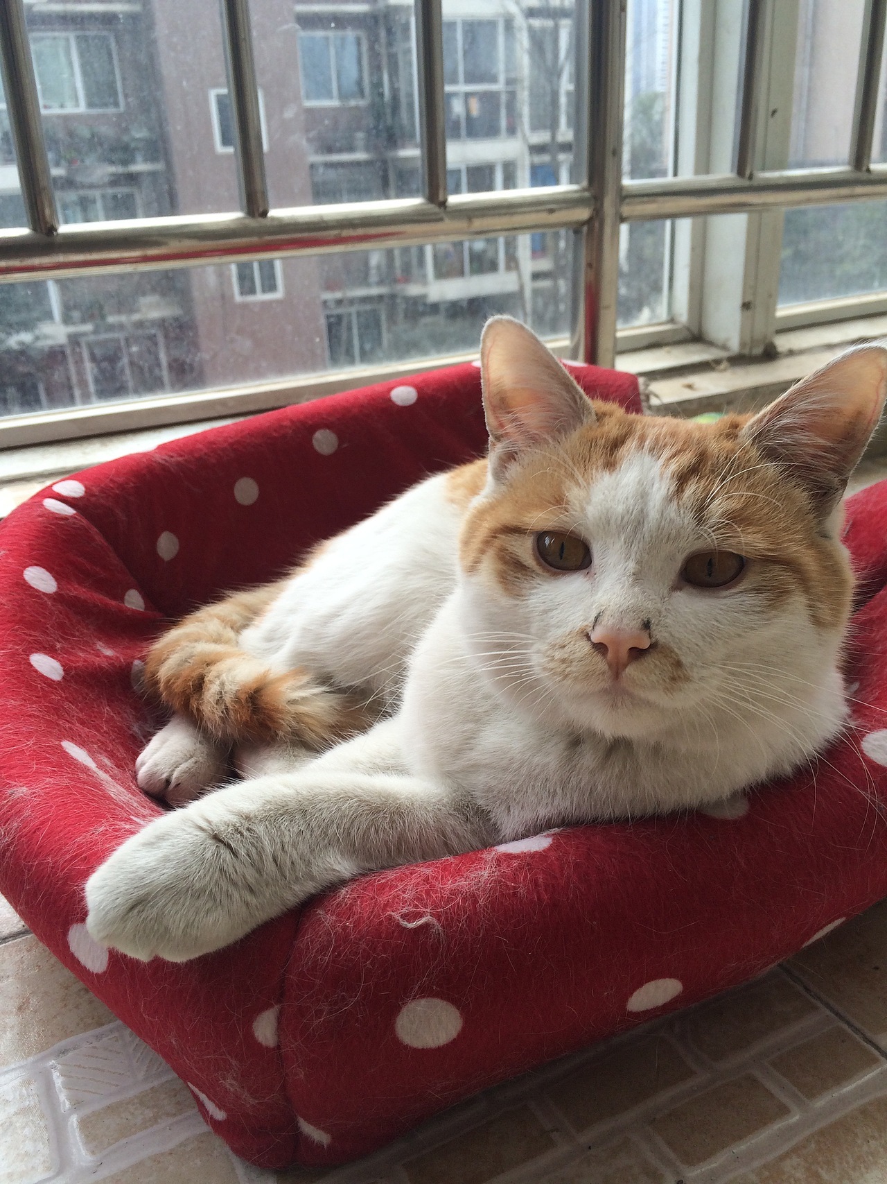 七爷是一只叫七夕的猫（图ZMjU3ODM1MDQ=） - 宠物摄影 - 站酷设计师小野妹子天天作原创素材 - 站酷ZCOOL