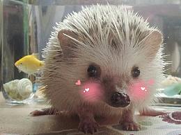 紀念我的--奶啡小朋友