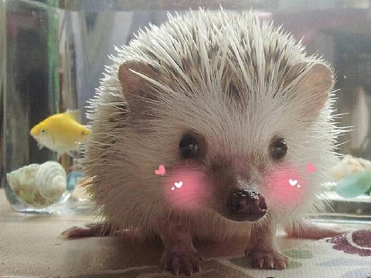 纪念我的--奶啡小朋友