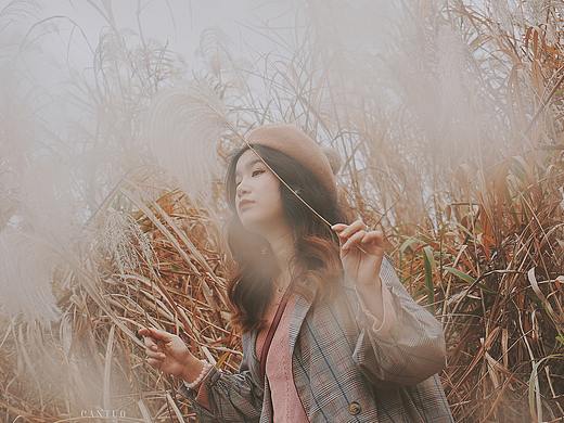 巴溪洲 芦苇 