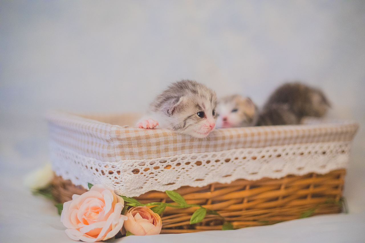 奶猫们的两周睁眼纪念照（图ZMTE1NzI1ODQw） - 宠物摄影 - 站酷设计师懒惰的胡奇奇原创素材 - 站酷ZCOOL