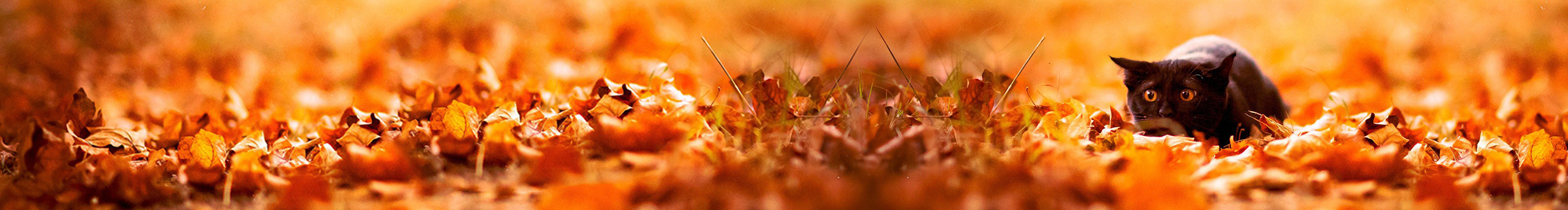 努力的小白白的個(gè)人主頁(yè)（封面預(yù)覽） - 主頁(yè)封面設(shè)置 - 站酷設(shè)計(jì)師努力的小白白原創(chuàng)素材 - 站酷ZCOOL