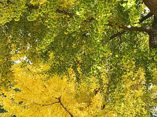 随手拍 北京 长安街 银杏叶 金秋