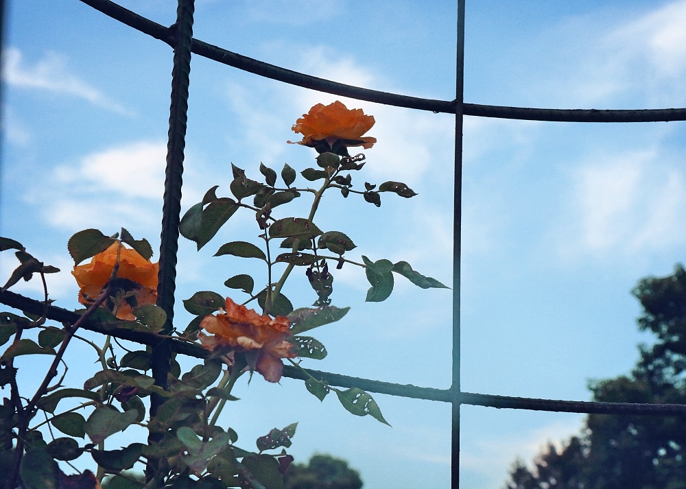 荷（图ZMTIwODg5NDE2） - 风光摄影 - 站酷设计师CNLILY原创素材 - 站酷ZCOOL