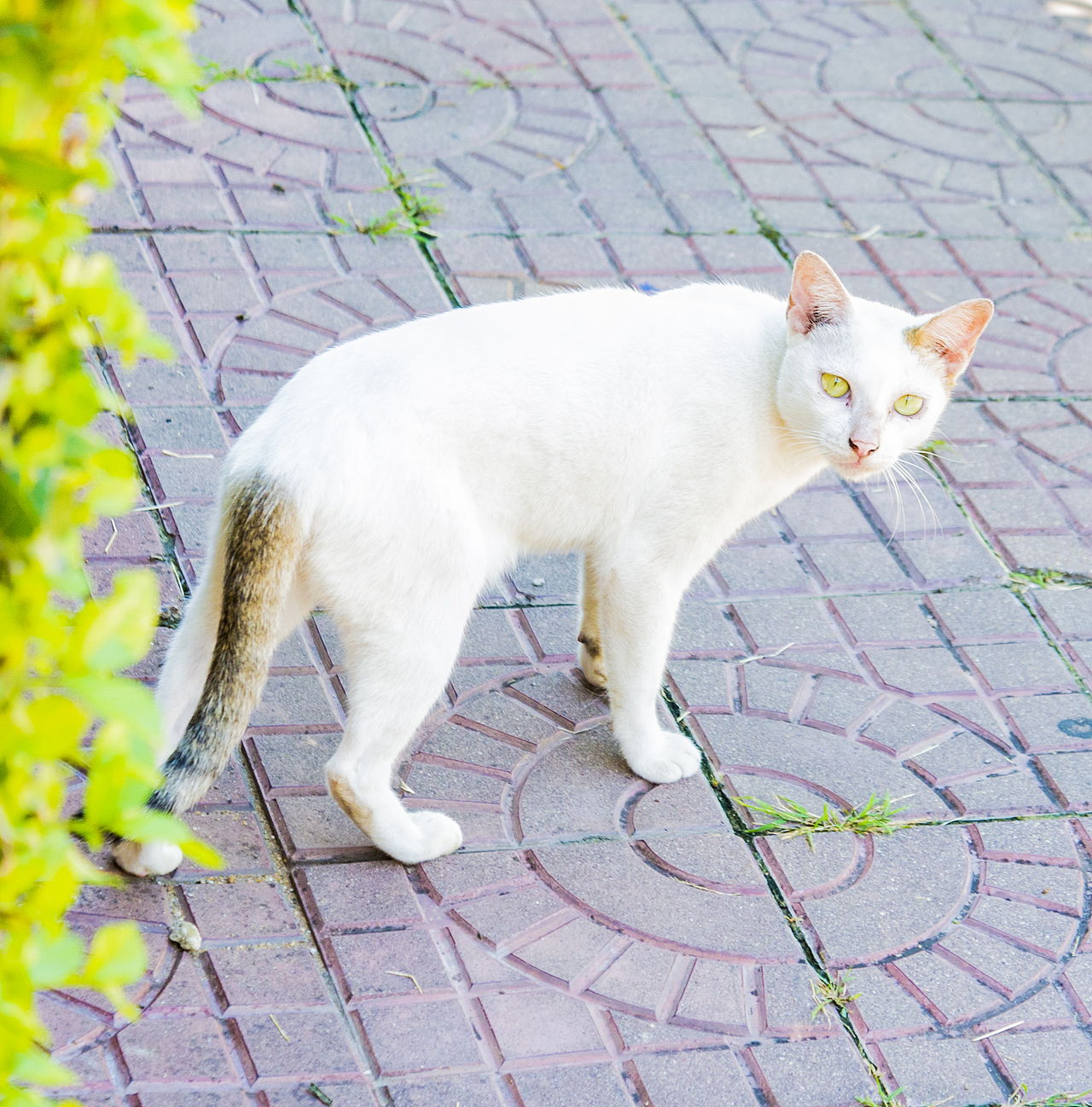 随心随意去出发。-金边漫游（一）（图ZMTMyNDUxOTIw） - 风光摄影 - 站酷设计师薄荷的冬天原创素材 - 站酷ZCOOL