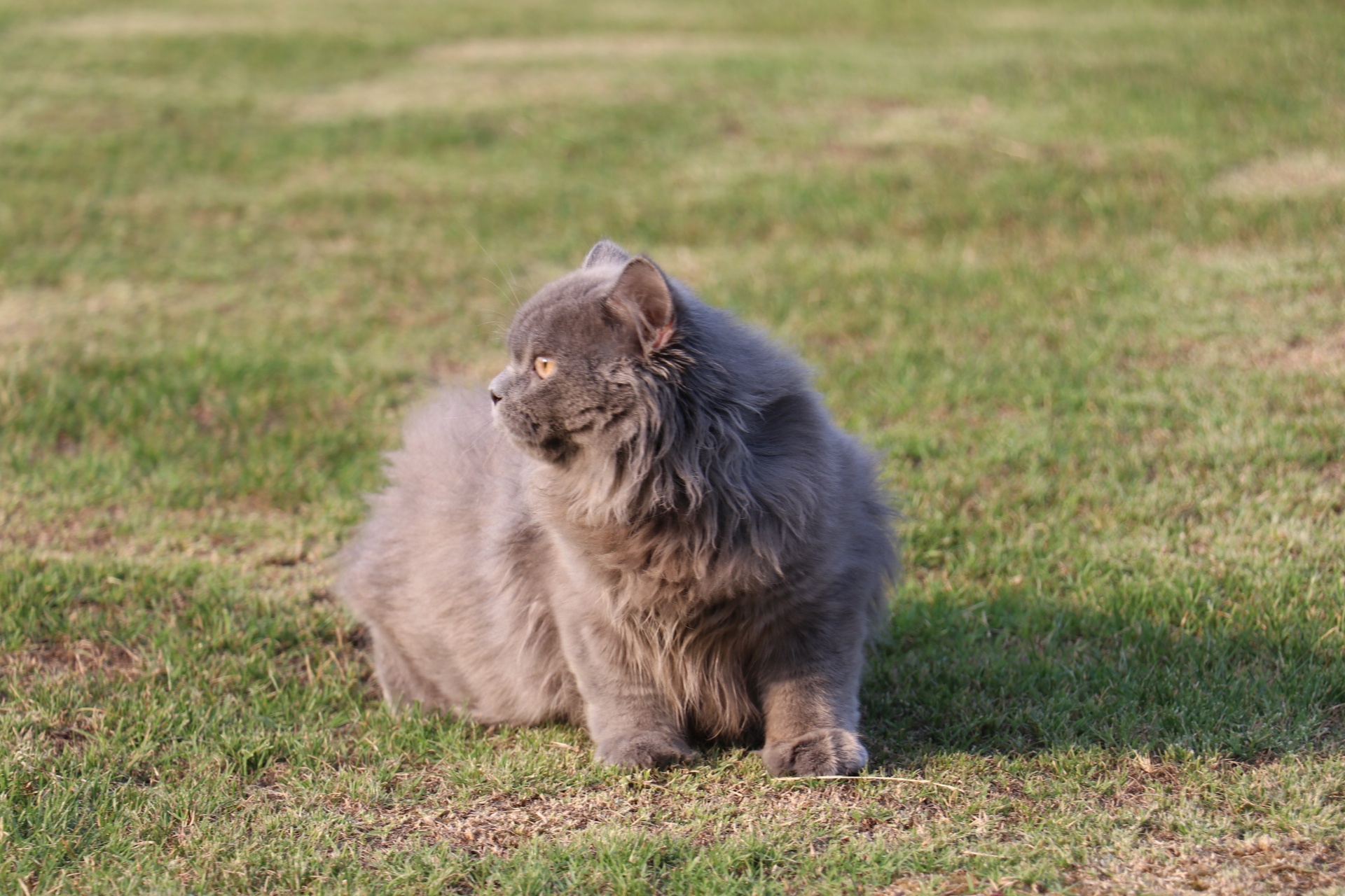 沐米宠物 英短蓝猫 蓝猫 高地长毛猫