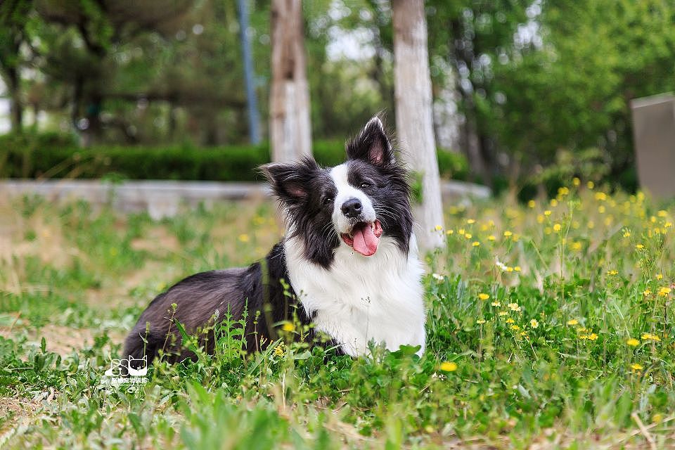 边牧妈妈和她的宝宝们