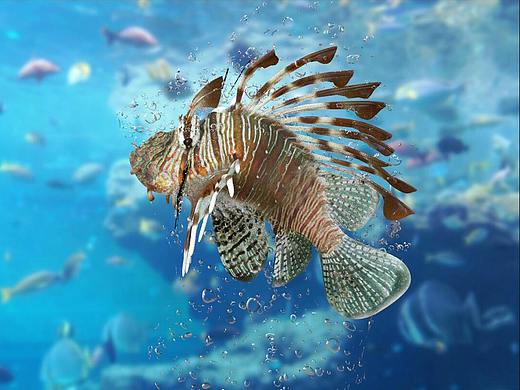 KeyShot 8 這魚還會飛？（個人主頁-ZMzEzNzUyNDg=） - 工業(yè)用品/機械 - 站酷設計師共享工業(yè)吧原創(chuàng)素材 - 站酷ZCOOL