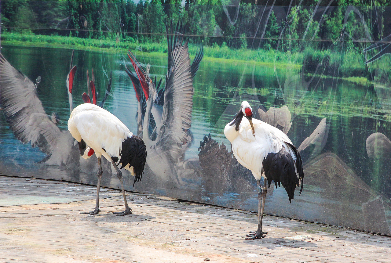动物园一游～拍摄技术还得不断提高～现菜鸟一枚[z欢呼（图ZMTEwMDMzNjA0） - 人像摄影 - 站酷设计师卤肉明原创素材 - 站酷ZCOOL