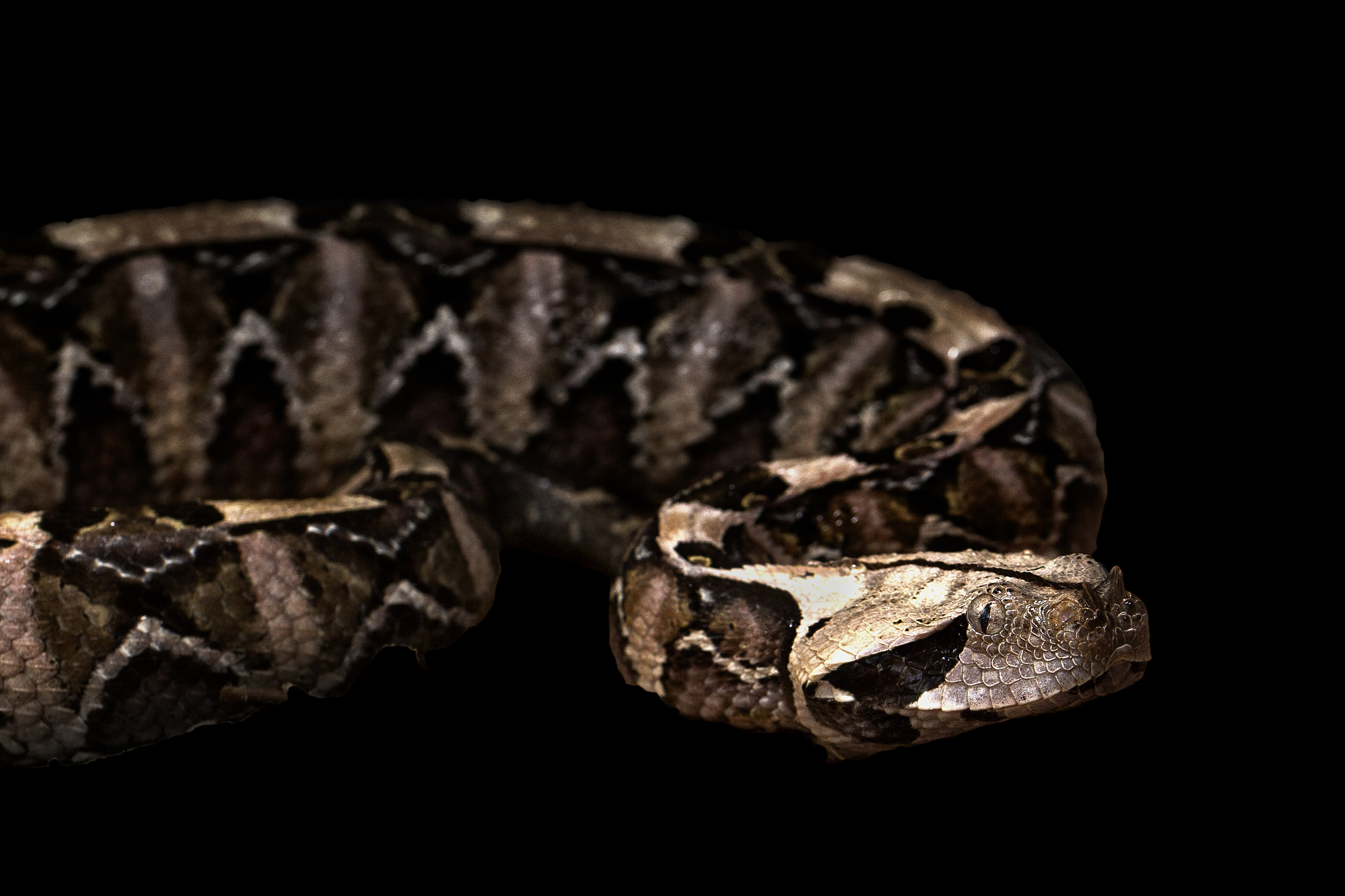 【爬虫志】钻石蟒在毒蛇群里毫无畏惧