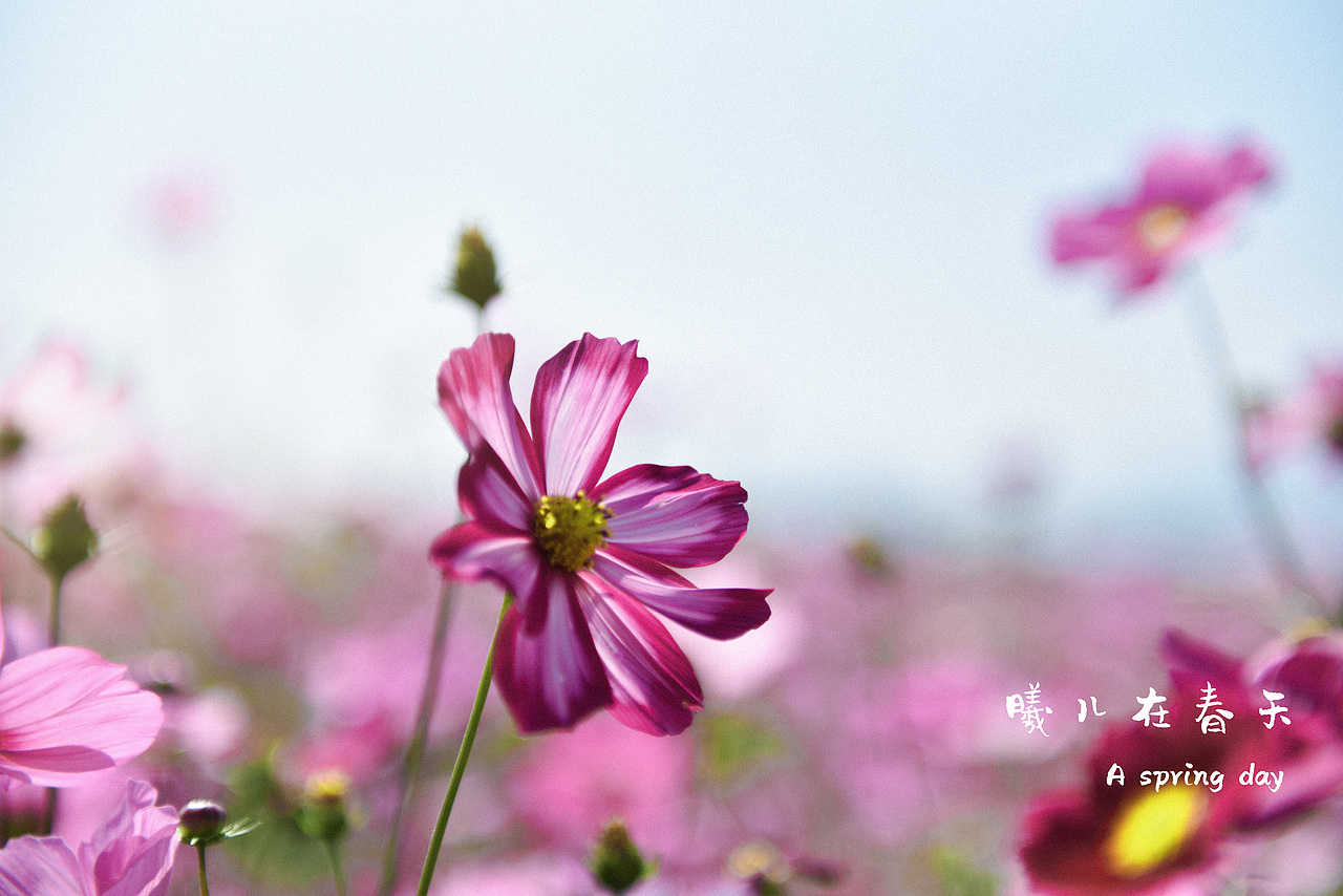 曦儿在春天
