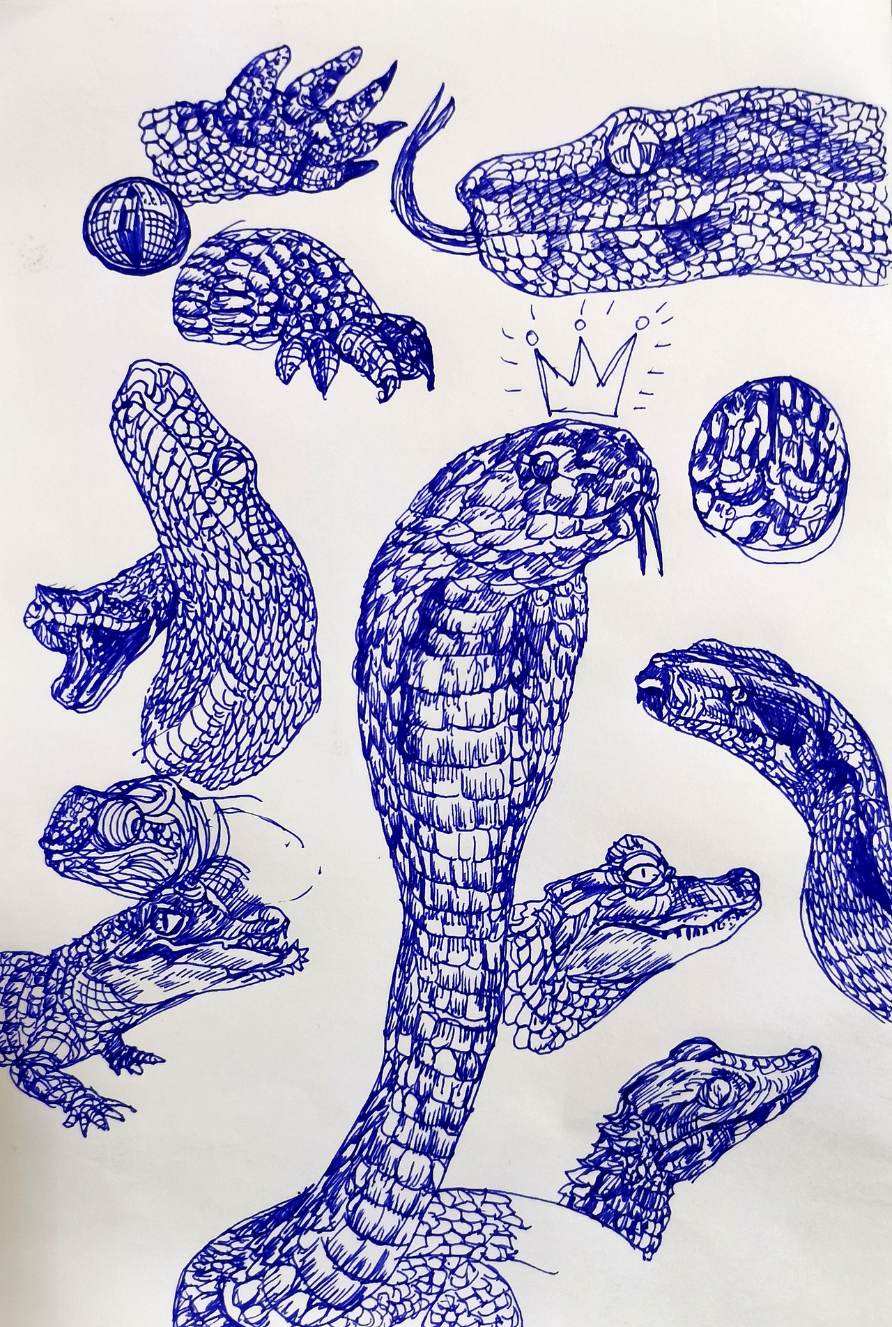 每日一画(十三)-画的动物速写