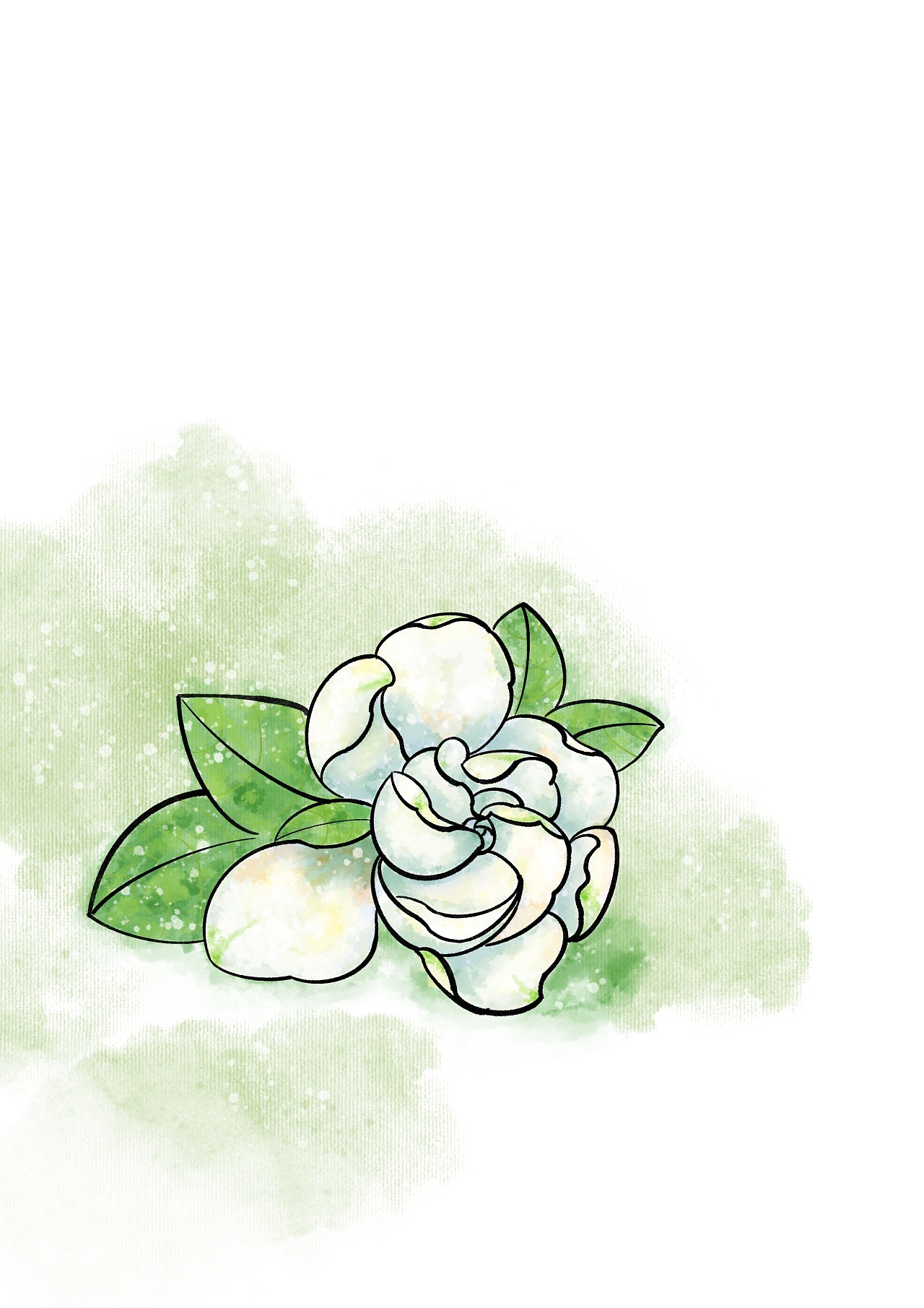 插画练习作品栀子花