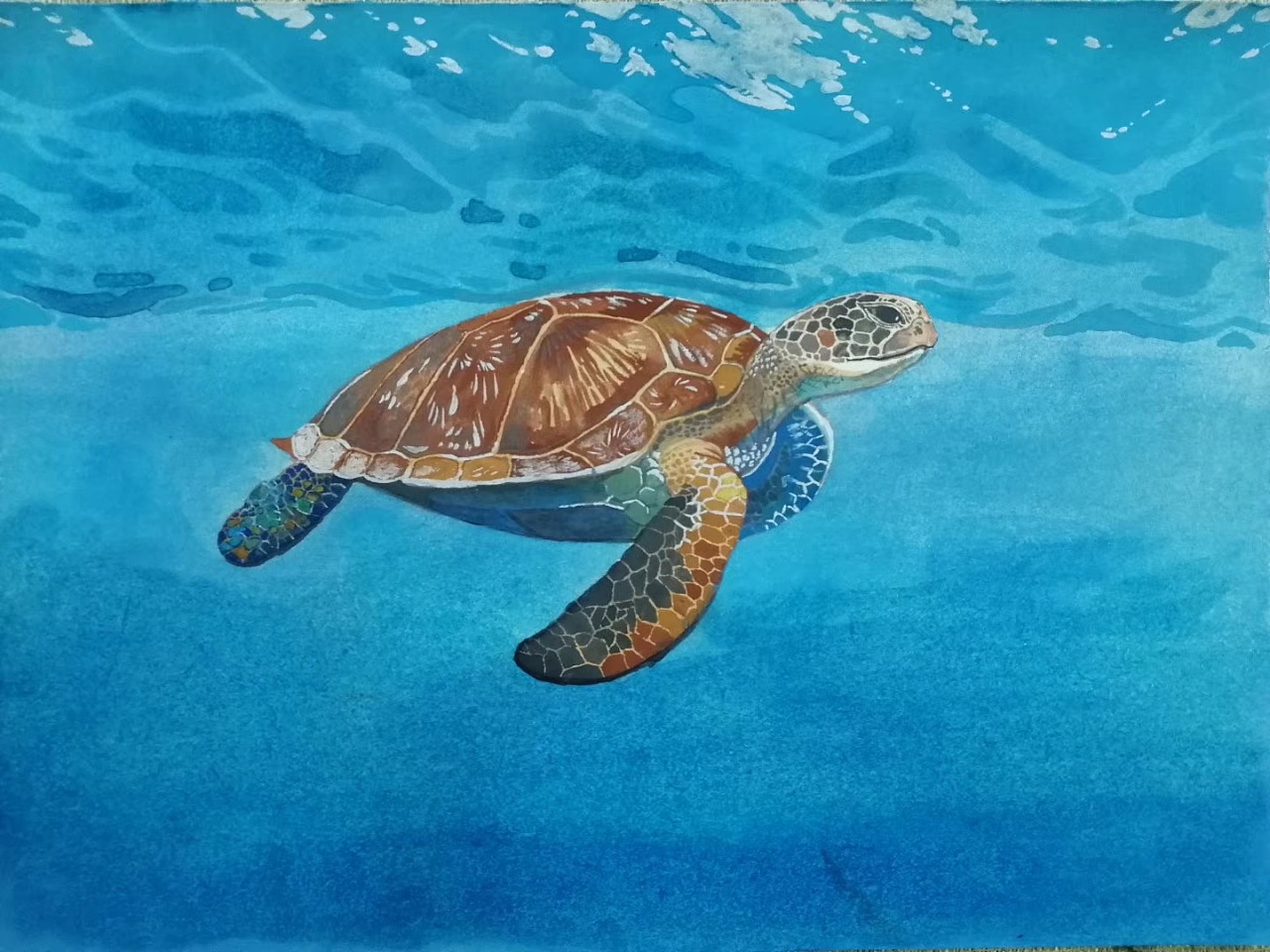 海底世界墙绘海龟图片