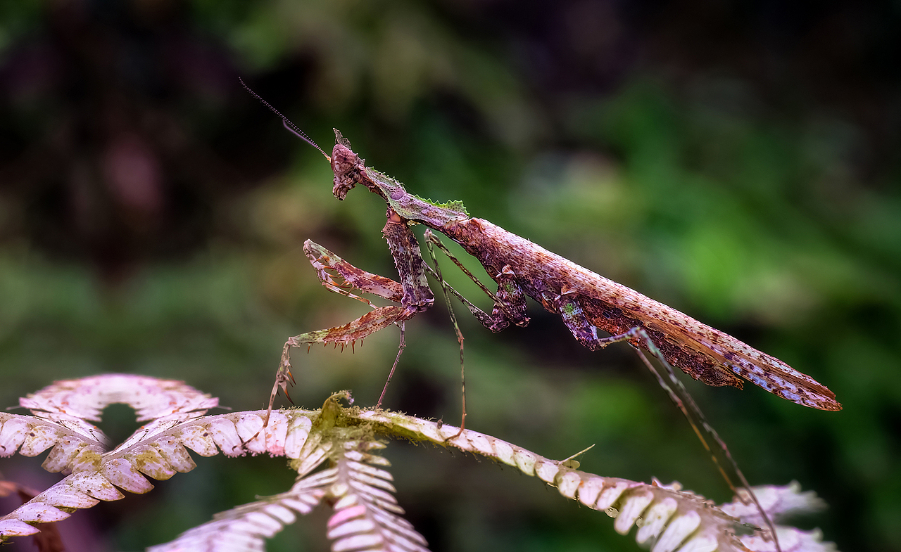 黑丝袜/大长腿/手舞足蹈花枝招展惊艳到你了吗？