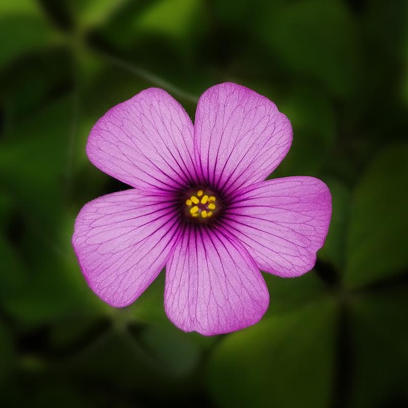 春色（图ZMjcwMzQ1OTY=） - 产品摄影 - 站酷设计师山几已原创素材 - 站酷ZCOOL