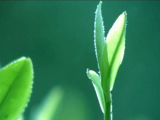   山鼎茶业宣传片