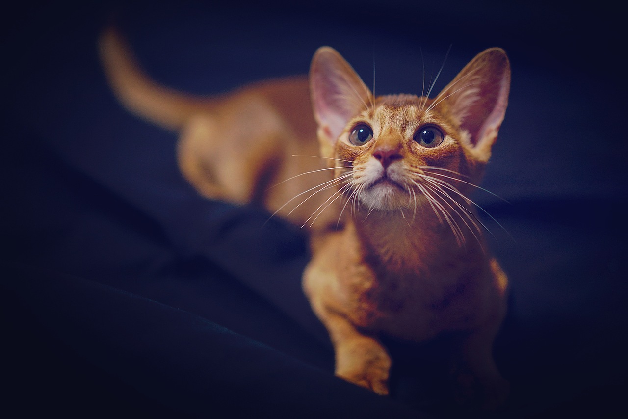 摄影 | 阿比西尼亚猫