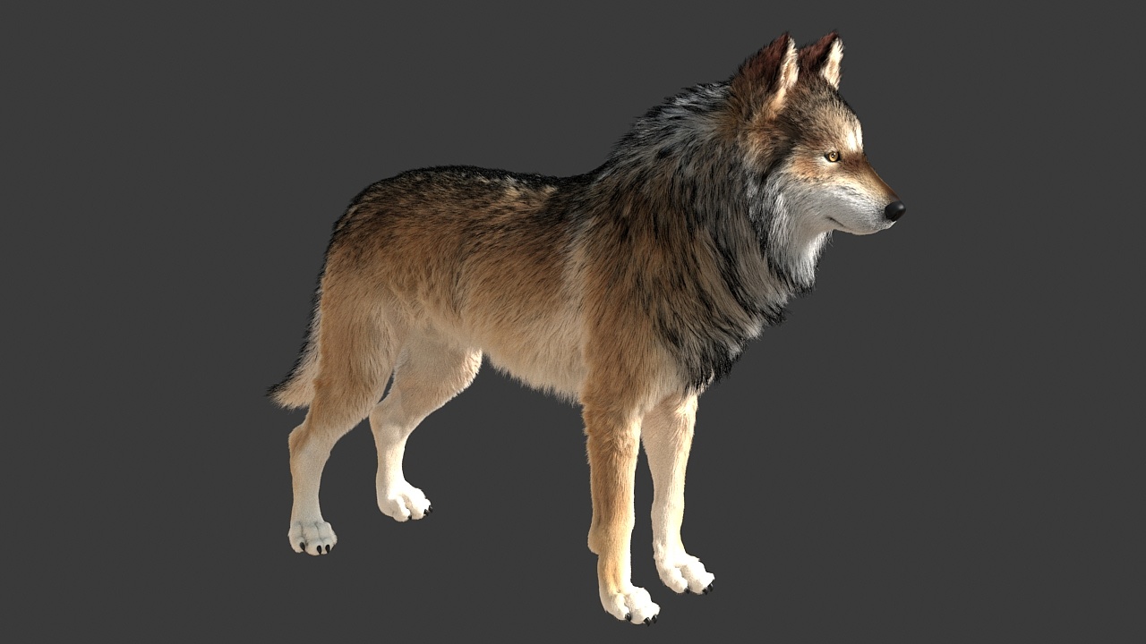 动物毛发练习-狼