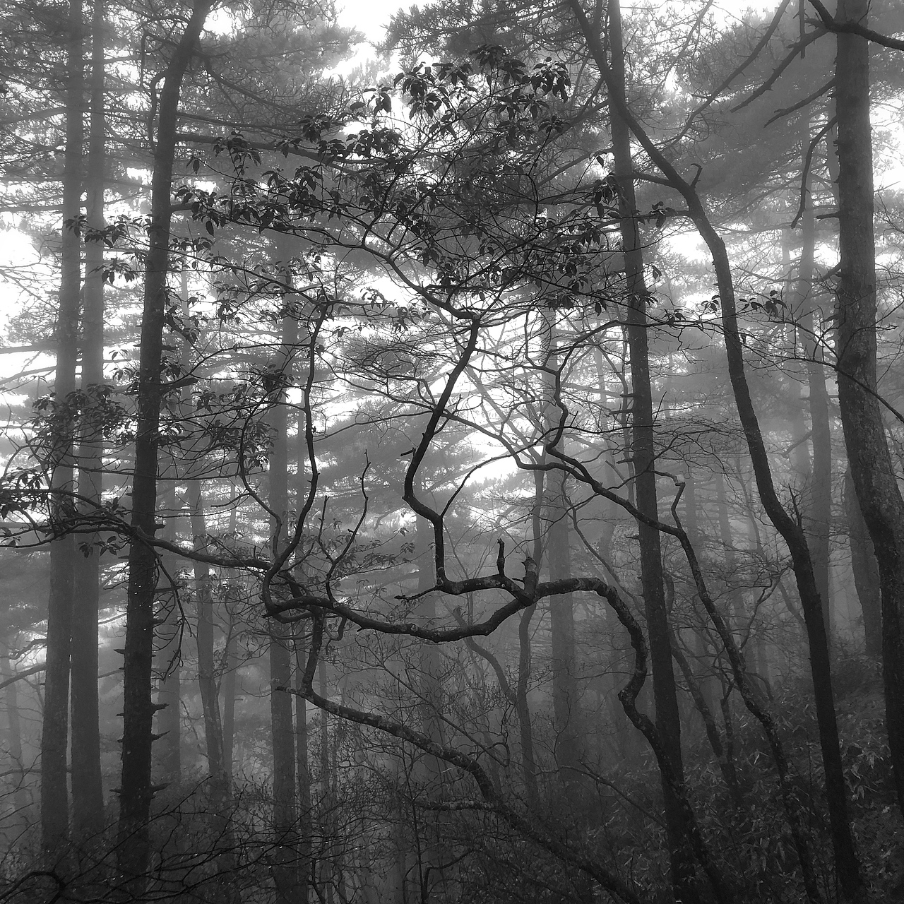 黄山植物（图ZMTM2MzUzOTAw） - 人文/纪实摄影 - 站酷设计师wangtingbj4原创素材 - 站酷ZCOOL