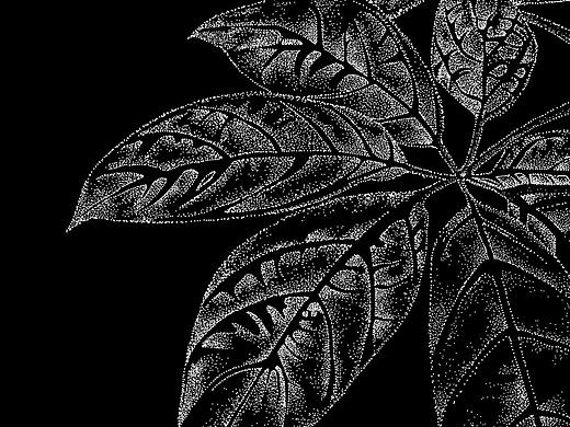 药材插画-点画