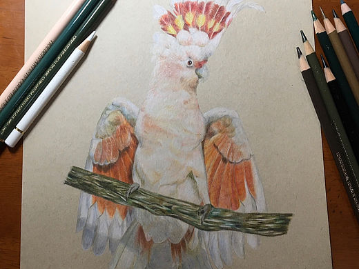 粉紅巴丹-色鉛筆