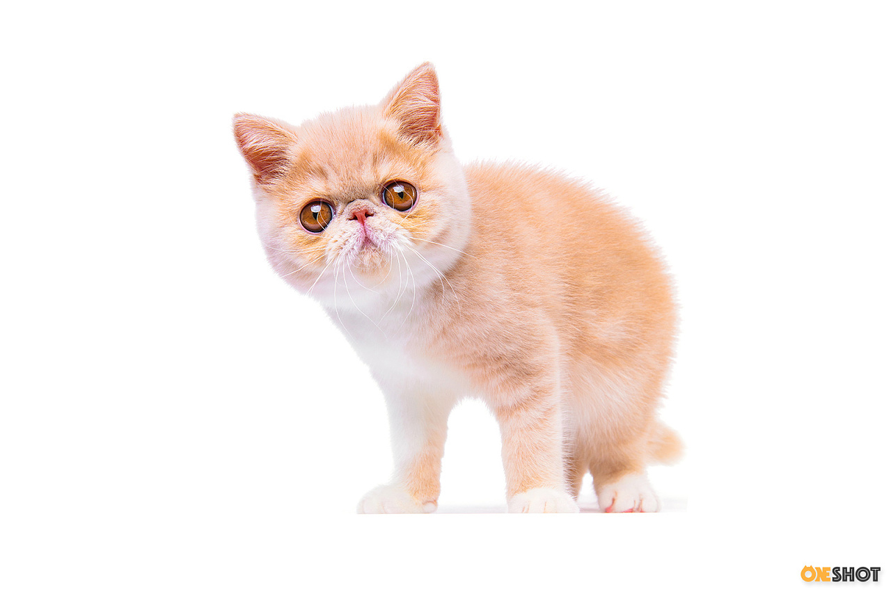 白底证件照加菲猫幼成