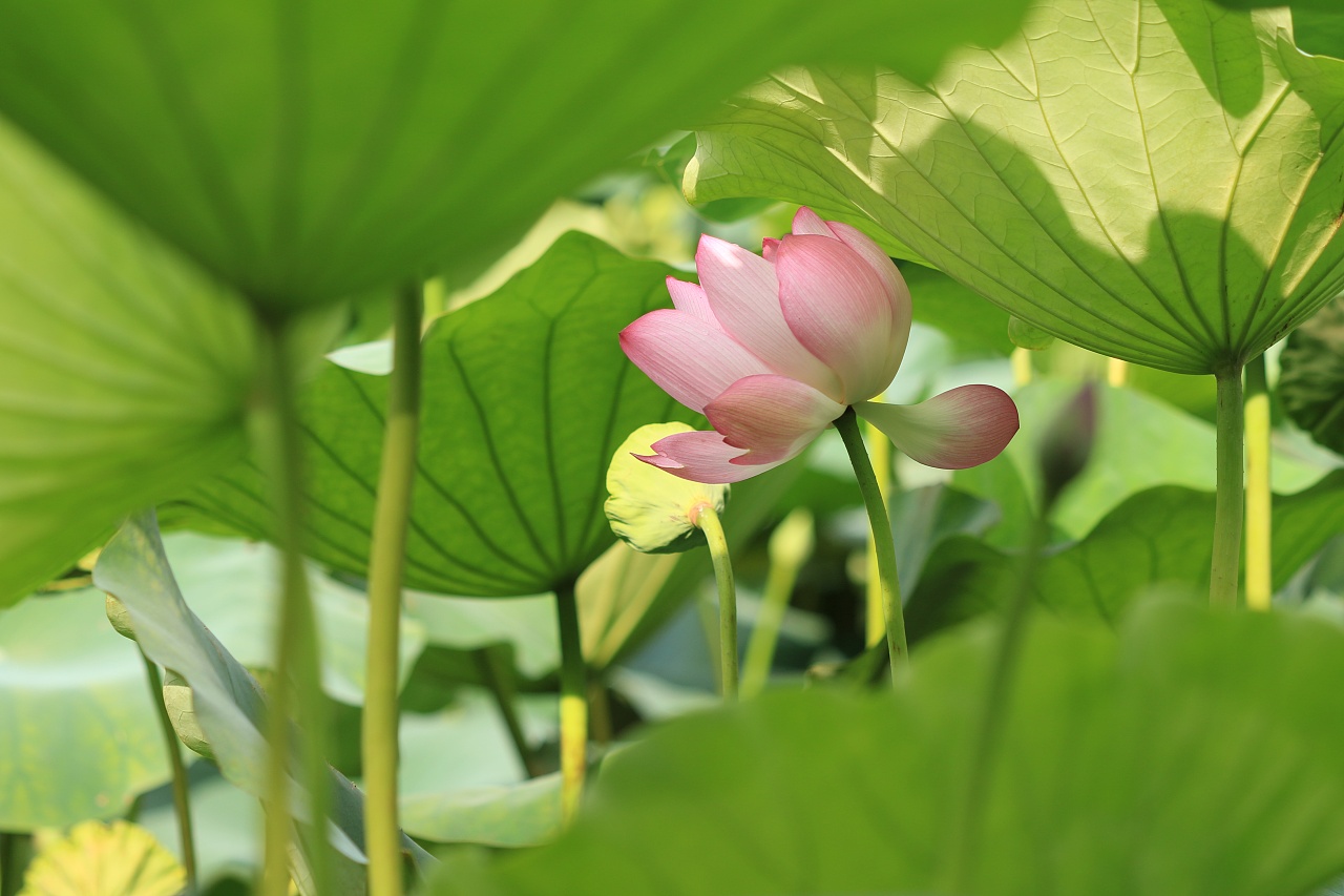 荷花|摄影|风光摄影|深圳淡墨摄影 - 原创作品 - 站酷 (zcool)