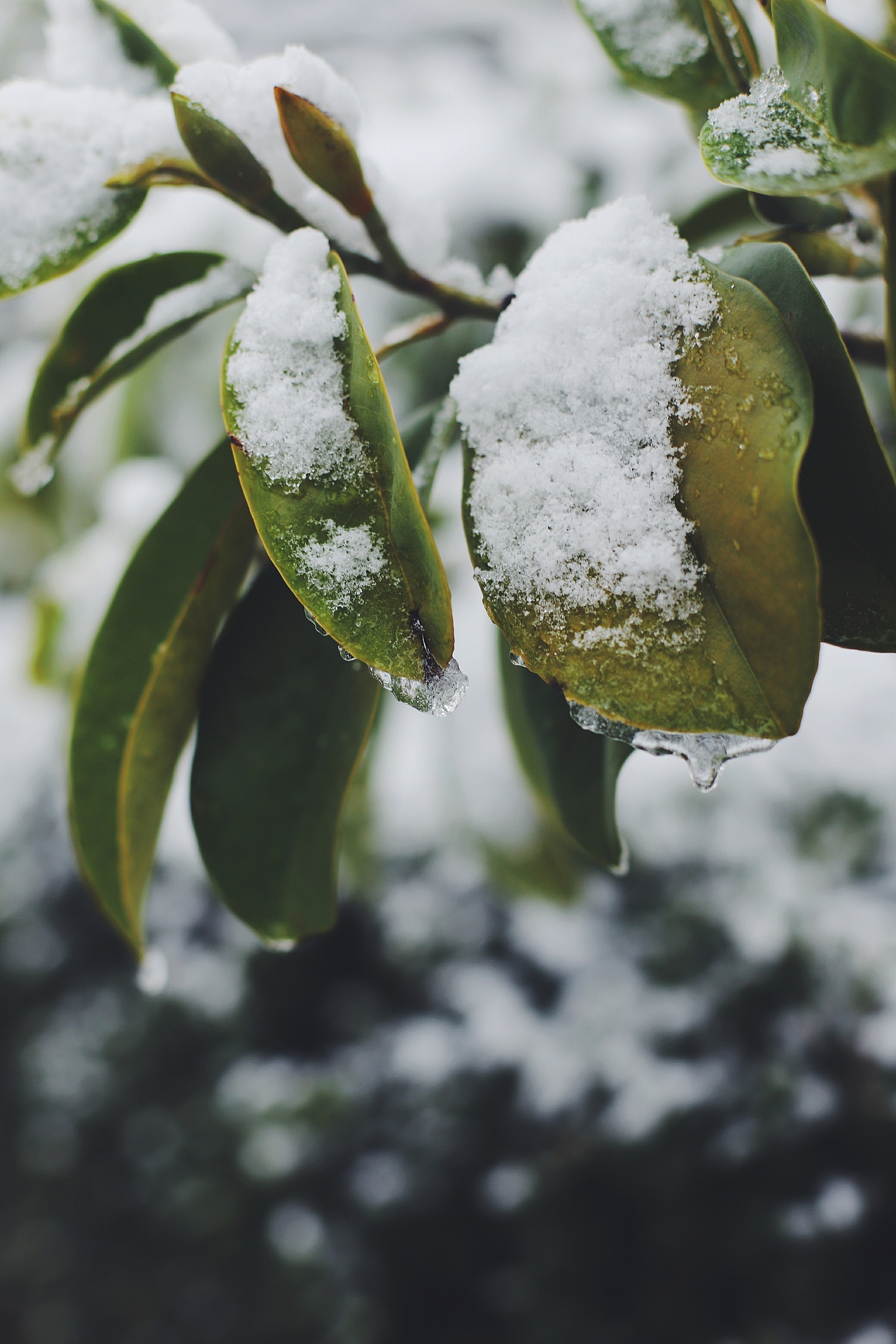 2018上海的第一场雪