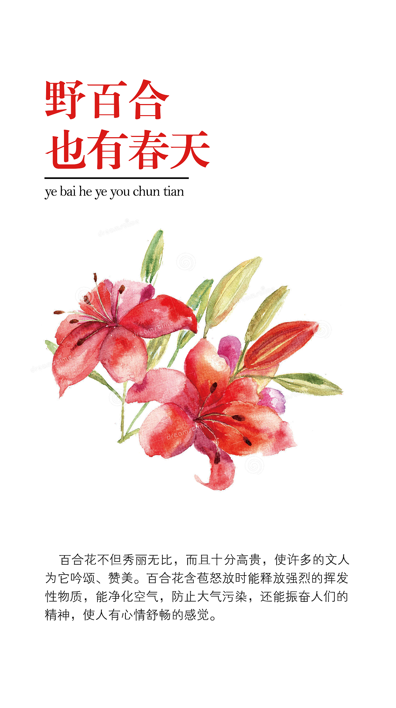 分享收藏小蜗樱花拿铁矩形造字笑出强大——totu突突兔标签百合花封面