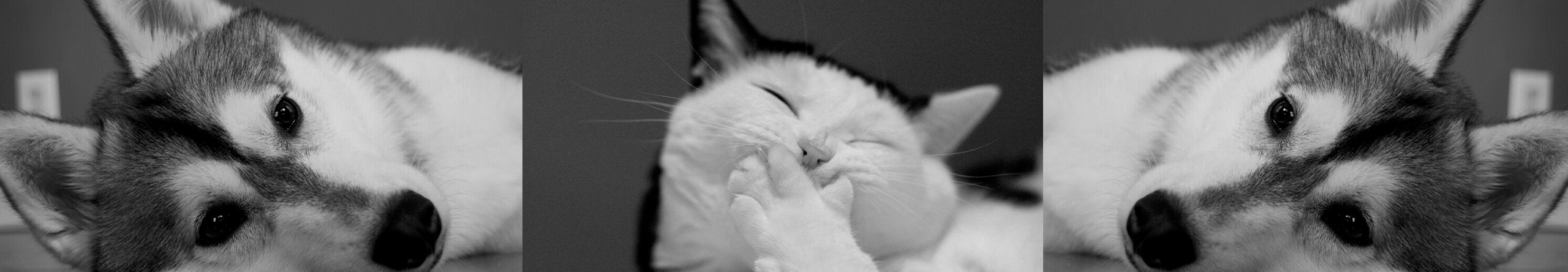 小鱼干v的个人主页（封面预览） - 主页封面设置 - 站酷设计师小鱼干v原创素材 - 站酷ZCOOL