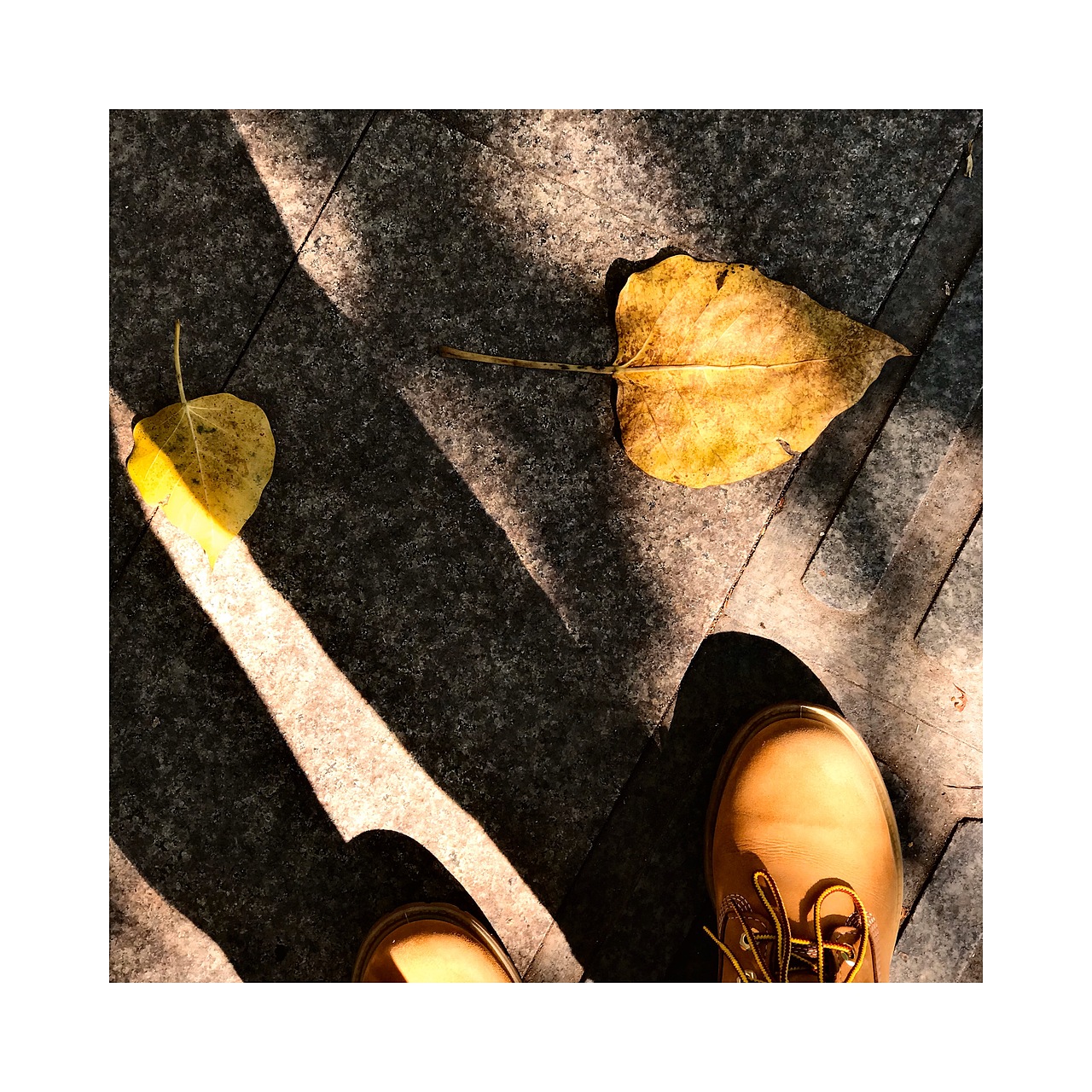 #广州没有冬天🍂(手机摄影)