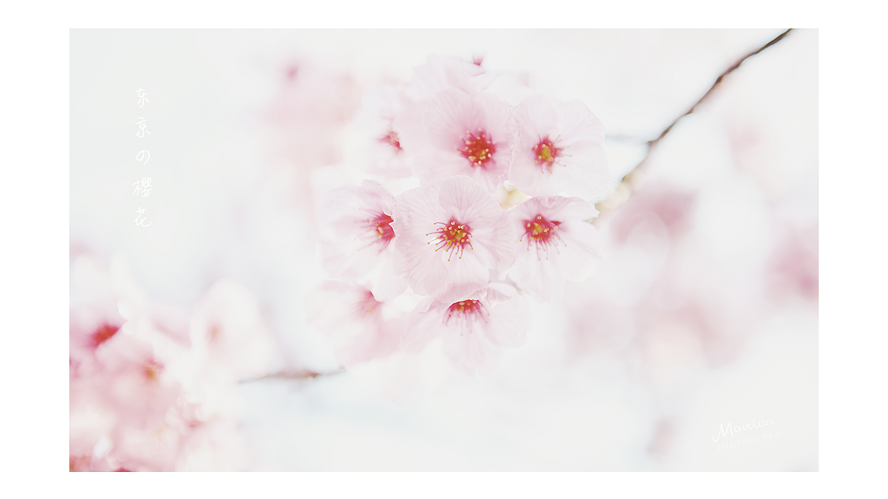 東京の櫻花，爛漫的年華（圖ZMTA5NTA3Njgw） - 風光攝影 - 站酷設計師Miss_Mo原創(chuàng)素材 - 站酷ZCOOL