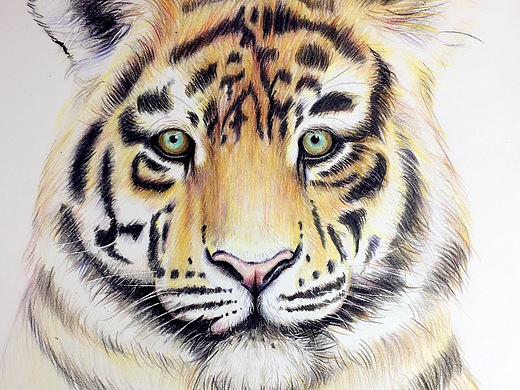 彩铅画《老虎》
