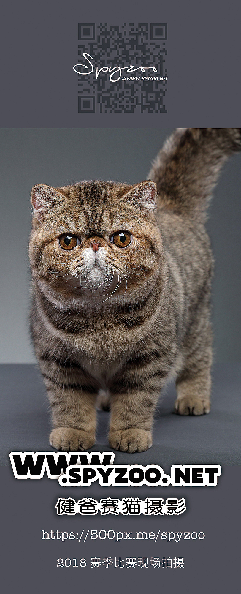 猫展海报