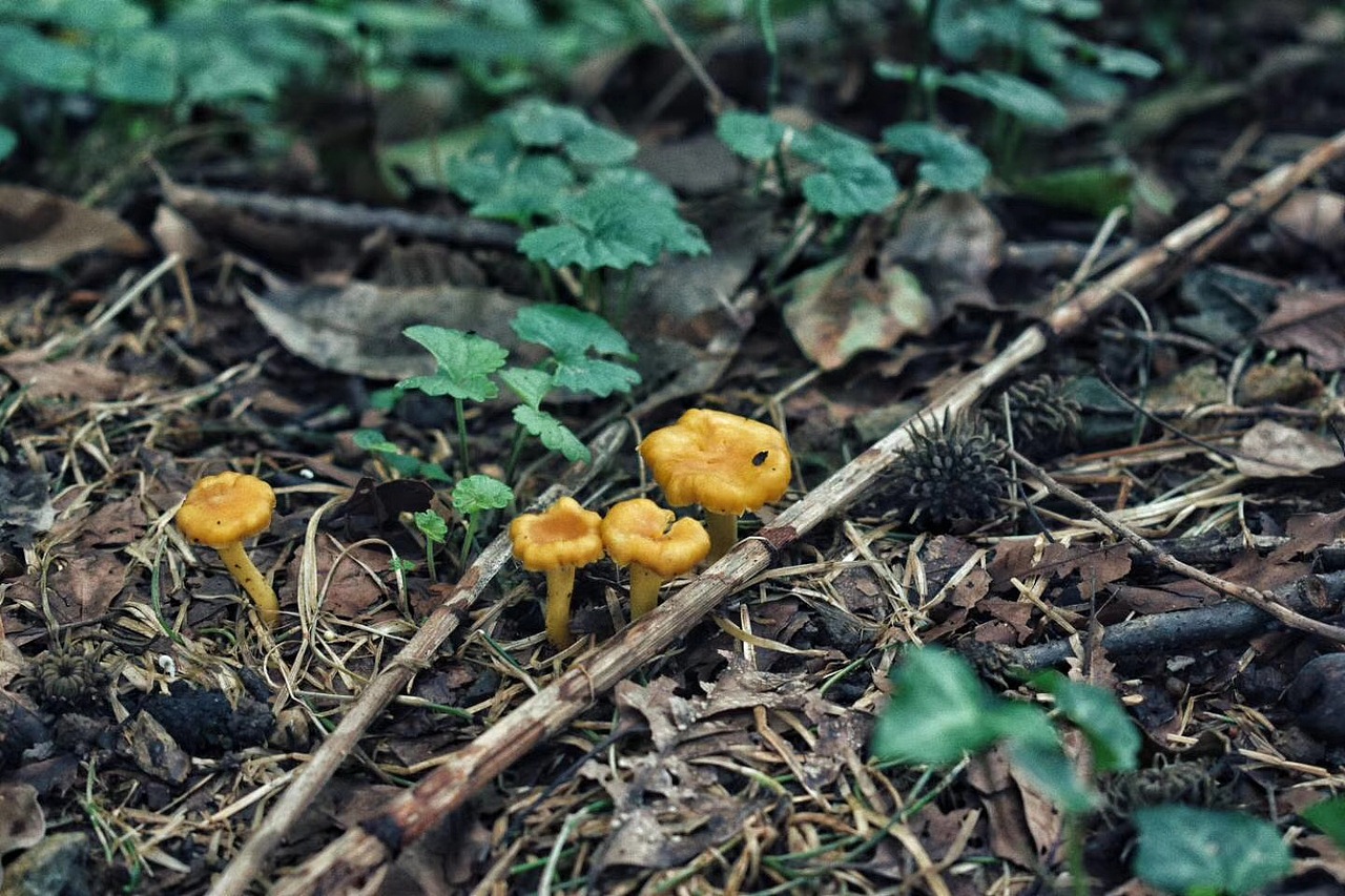 随拍（图ZMTAyODc0MTQ4） - 风光摄影 - 站酷设计师hei_rino原创素材 - 站酷ZCOOL