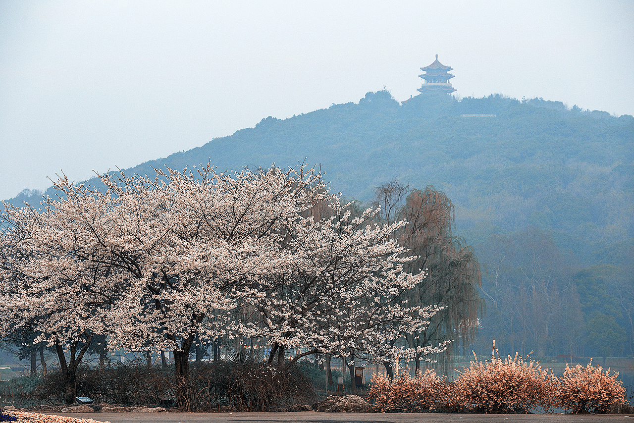 【浪漫樱花谷】（图ZMzM1ODUyMzg0） - 风光摄影 - 站酷设计师老陆逍遥原创素材 - 站酷ZCOOL