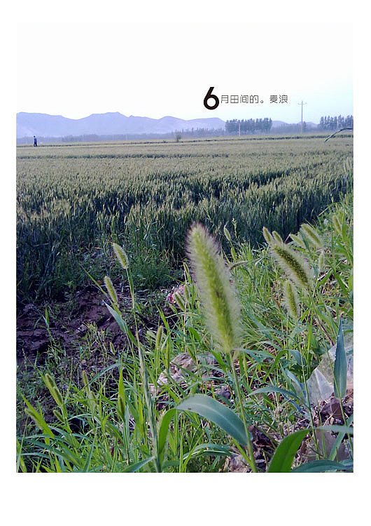 6月田间的麦浪（图ZMzE4MzEwOA==） - 风光摄影 - 站酷设计师廿八亩田原创素材 - 站酷ZCOOL
